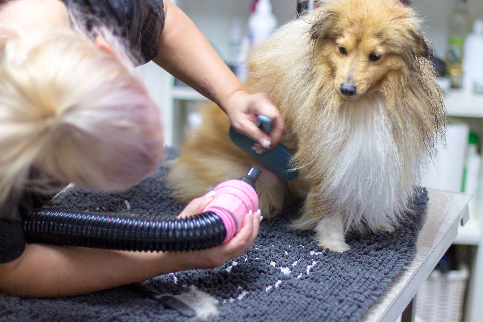 AAPPG Australian Academy of Professional Pet Grooming